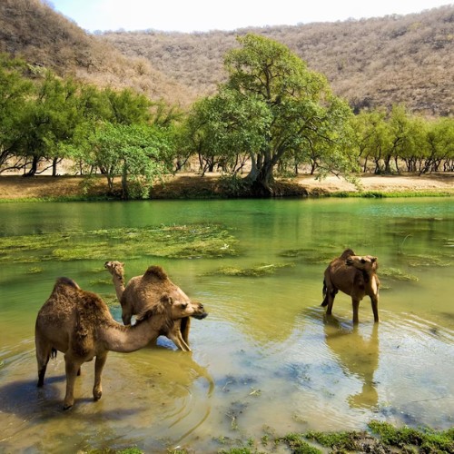 travel agency in nizwa oman